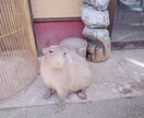 どんな話も受け止めます あなたに寄り添い、受け止めます何でもどうぞ♡ イメージ3