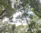 鑑定歴16年の私がお相手の気持ちを視ます 誰にも言えない恋の想いに寄り添います イメージ8