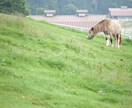 簡単・競馬予想プラスα イメージ2