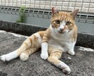 タメ口で気軽に話します 友達みたいにワイワイ話そ〜！！メッセージなし今すぐ電話OK！ イメージ7
