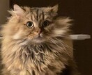 ネコのお話ししませんか？猫トークで盛り上げます 愛ネコYouTuber！猫たちの成長記録や難病克服日記配信 イメージ4