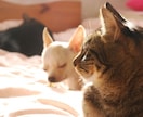 レギュラー版：ペットからのメッセージをお届けします 大事なパートナー家族である動物たちのメッセージを聞きたい方へ イメージ2
