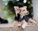 ペットの思いお伝えします 言葉にできない想い、大切な存在からのメッセージ イメージ1