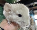 動物関連のことならなんでもお受けします 動物病院で出来る事、飼育されてるペット様に関する質問何でも イメージ10