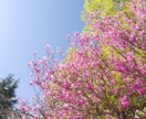お花・植物・自然の写真提供します 色鮮やかなお写真多めに提供します イメージ9