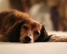 問題行動カウンセリングをします ペットの問題行動を改善します。 イメージ1