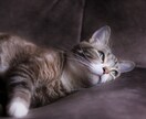 心のお悩み聞きます 自分のための人生をエンジョイしましょう イメージ2