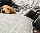 ペットでお困りの貴方に教えます 犬、猫、小動物、アクア、爬虫類等なんでもどうぞ イメージ1
