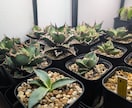 葉が落ちる・動かない植物を写真で一緒に整理します 【写真OK｜塊根・ビカク・アガベ対応｜原因を整理したい方】 イメージ3