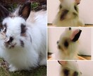 ペットのぬいぐるみ作ります 大切なペットのぬいぐるみをお作りします！ イメージ5