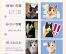 ゆるゆる「うちのこ」LINEスタンプ作成します 飼い主の口癖やペットのお気に入り写真をスタンプに◎ イメージ2