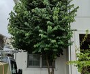 会社員が副業庭師として独立するまでを教えます 週末のみでも庭師として独立するまでの実録を語ります イメージ1