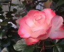 タロットセッション❀夫婦や親子の悩みに寄り添います ご家庭の悩みを優しくサポート/傾聴×対話で心を整える/保健師 イメージ4