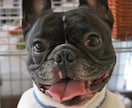 ☆最適な犬種☆プロドッグトレーナーが提案 イメージ3