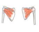医学的知識に基づき様々な解剖学イラストを描きます テキスト・教本納品実績あり！商用OK！ イメージ2