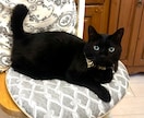 あなたの愛猫自慢を電話で聞きます 【猫自慢・親バカ大歓迎】うちの子の可愛さをのろけ倒して！ イメージ3