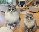 写真から作るオーダーメイド羊毛フェルトペットます 提供内容：彫刻犬猫そっくりぬいぐるみ イメージ7