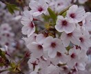 どんな悩みも相談うけます どんな悩みでも聞きます。もちろん愚痴も聞きます(^^) イメージ1