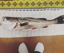 釣り教えます 初めての方や、もっとうまくなりたいかたに。 イメージ4