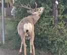 カナダ/カナディアンロッキーの写真を提供します カナダ/アルバータ州/バンフ国立公園の写真です。 イメージ4