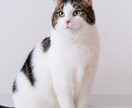 一人暮らしで猫を迎えたい方の相談に乗ります 一人暮らしで猫と暮らして4年。仕事しながら育てるコツを伝授！ イメージ4
