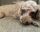 犬を飼うときや犬のしつけのお悩みなど相談のります 犬種ごとの特徴を教えます！躾のお悩みにお応えします！ イメージ1