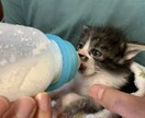 野良猫･保護猫の相談に乗ります 動物看護師が丁寧にアドバイスします イメージ4
