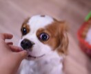初めて犬を飼われる方など。いろいろ相談のります なんでも聞いてくださいね、犬のこと。 イメージ1