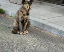 猫ちゃんの可愛い写真を送ります。ます 猫ちゃんだけじゃなくて牛さんの写真や季節の写真を送ります。 イメージ7