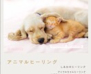 ペット(犬猫)アニマルヒーリングで体調を整えます オーダーメイドヒーリングで穏やかで元気な日常をサポートします イメージ1