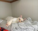 寂しい、眠れないそんな夜にそっと寄り添います 誰かと繋がりたい、そんな日はのんびり・ゆったりと イメージ4
