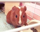 harehare358様専用  占います 大変ご迷惑と負担がかかってしまい、申し訳ございません イメージ1