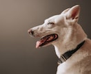 愛犬・ペットを自然な表情で出張撮影します 遊ぶ姿も、見つめる表情も、その子らしさを一枚に。 イメージ5