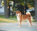 ペットが入る開運花文字アート制作します 愛犬・愛猫のお写真から世界に一つの吉兆アートをお描きします イメージ4