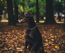 思い出を形に残すペット撮影致します プロ品質で愛犬・愛猫の一瞬を美しく イメージ8