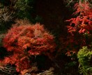 風景などジャンル問わず写真撮影の代行をします 高品質な写真を15枚提供（レタッチ込） イメージ9