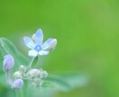 あなたの花を教えます ❤︎あなたの花を知りたいのです イメージ4