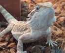 一人暮らしで飼えるペットを教えます 日々の生活を豊かで快適なものにする為に イメージ4