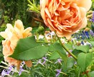 園芸初心者の方に開花するまで丁寧にお教えします 人気のCCR(バラ クレマチス クリスマスローズ)も是非！ イメージ8