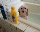 私トイプードルを飼ってます ペットといえど同じ家族です一緒に問題解決しましょう。 イメージ2