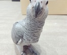 大切なペット達の飼育についてアドバイスします 元ペットショップ店員がペットの飼育方法やお悩みにアドバイス！ イメージ5