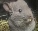 資格あり。ワンちゃん猫ちゃんの相談のります 初めて飼う方の心配事、大きさや飼いやすさなど相談に乗ります。 イメージ1