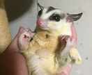 フクロモモンガの飼育相談、お受けします フクロモモンガでお悩みでしたらお気軽にご相談下さいね イメージ3
