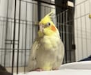 元ショップ店員がペットのお迎え・飼育相談に乗ります 愛玩動物飼養管理士1級が初めてのペット選びと準備を支えます イメージ1
