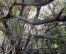 石垣島　ココナラ復帰の為10月までキャンペーンます 石垣島　霊感スピリチュアルリーディング イメージ2