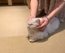 1時間電話  1時間電話で20代主婦がお電話します どんな内容も受けとめ、対応致しますのでぜひ送ってみて下さい✿ イメージ1