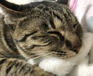 話し相手になります 寂しい時、あなたの心に寄り添います。 イメージ1