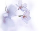 子どもの未来と本質を霊視し、芯を捉えて導きます あらゆる人生の悩みに、未来を切り開く霊視を。可能性の開花へ イメージ6
