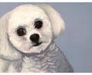シュールで可愛いペットの似顔絵描きます わんちゃん・猫ちゃん・小動物・爬虫類皆様大歓迎⭐︎ イメージ2