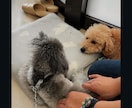 犬猫のペットアロマホームケアの基本を教えます 犬や猫がいても香りを使って大丈夫？基礎を学べる90分 イメージ6
